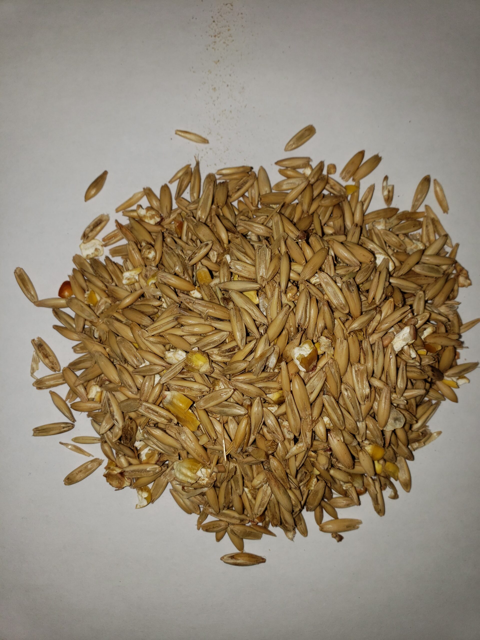 80/20 Rolled Oat Blend Fehrway Feeds & Livestock Equipment